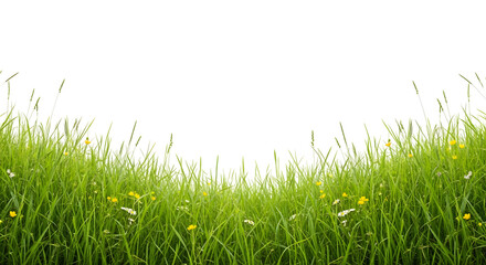 Curved border of bright green grass with small yellow and white wildflowers, isolated on transparent background.