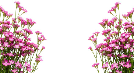 Symmetrical frame of tall, vivid pink flowers on green stems, isolated on transparent background.
