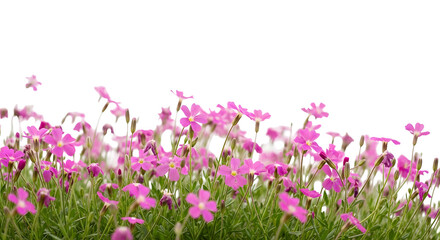 Dense border of small pink flowers and green stems across the bottom, isolated on transparent background.