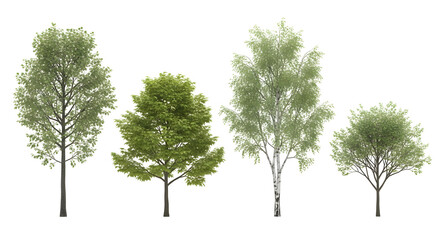 Group of four isolated deciduous trees, including a prominent white birch, isolated on transparent background.