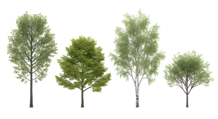 Group of four isolated deciduous trees, including a prominent white birch, isolated on transparent background.