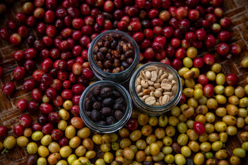 Harvesting coffee beans varieties in glass jars farm setting food photography natural light culinary art