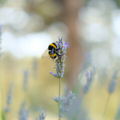 bee on a flower lavender pollination