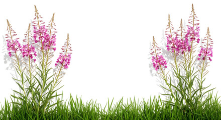 Symmetrical tall stalks of pink fireweed flowers over a border of green grass, isolated on transparent background.