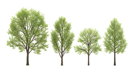 Group of four isolated deciduous trees with dense, light green summer foliage, isolated on transparent background.