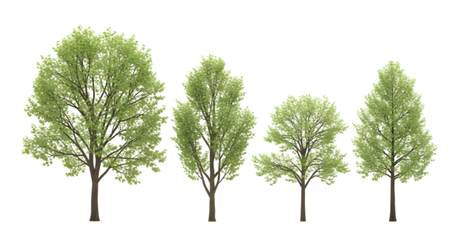 Group of four isolated deciduous trees with dense, light green summer foliage, isolated on transparent background.