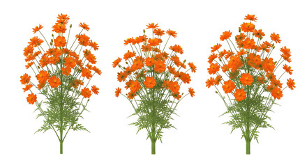 Group of three isolated dense clumps of vibrant orange cosmos flowers, isolated on transparent background.