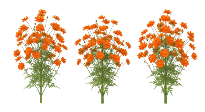 Group of three isolated dense clumps of vibrant orange cosmos flowers, isolated on transparent background.