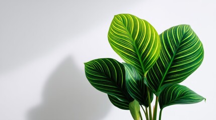 Lush Green Plant with Striking Yellow and Green Stripes on Leaves Against a White Background, Perfect for Indoor Decoration and Natural Aesthetic