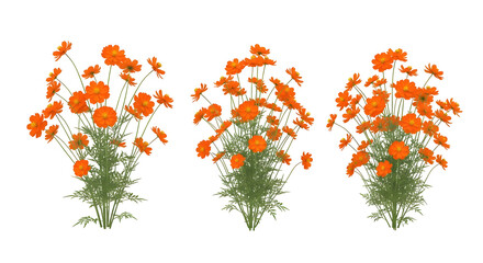 Group of three isolated dense clumps of vibrant orange cosmos flowers, isolated on transparent background.