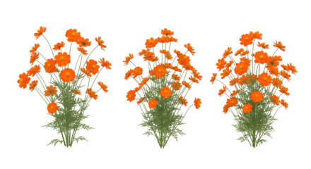 Group of three isolated dense clumps of vibrant orange cosmos flowers, isolated on transparent background.