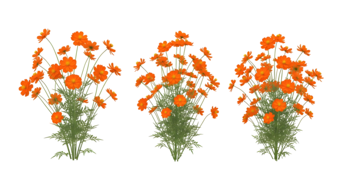Group of three isolated dense clumps of vibrant orange cosmos flowers, isolated on transparent background.