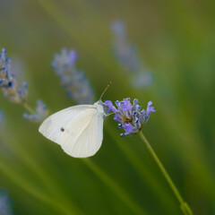 butterfly on a flower lavender pollination, Pieris rapae cabbage butterfly