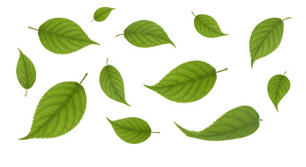 Scattered arrangement of detailed, medium green leaves of various sizes, isolated on transparent background.