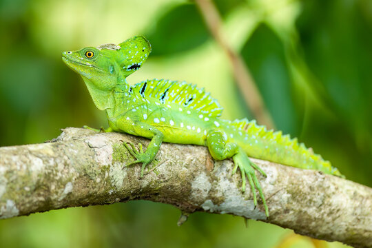 Plumed basilisk / Basilisco verde / Stirnlappenbasilisk (Basiliscus plumifrons) 