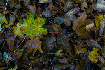 autumn leaves on the ground