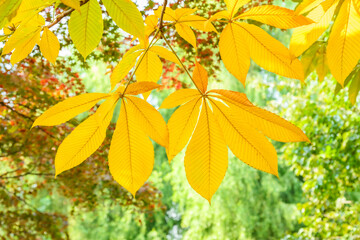 가을 숲속 노랗게 물든 나뭇잎 풍경 