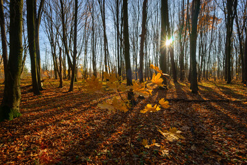 Las Zwierzyniecki jesienią, Białystok, Podlasie