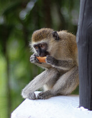 vervet monkey