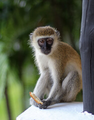 vervet monkey