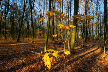Las Zwierzyniecki jesienią, Białystok, Podlasie