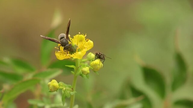 A black wasp and a fly feeding on rue flowers, close-up image captured in a garden in the eastern Andean mountains of central Colombia, near the town of Villa de Leyva.
