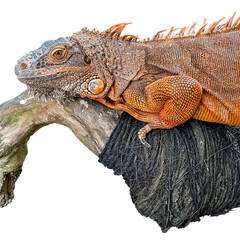 A red iguana with bright orange scales rests on a branch, showcasing the texture of its skin and the reptile's calm nature. Isolated image of the iguana on a white background.