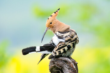 Eurasian hoopoe / Wiedehopf (Upupa epops)  © Hannes Bonzheim
