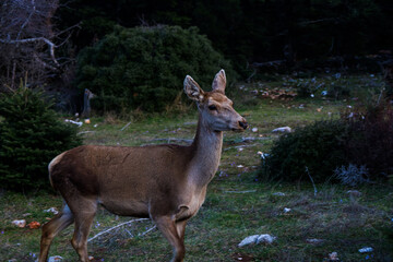 white tailed deer
