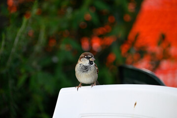 Sparrows sitting on walls. Sparrows sitting in trees and on tables and seats near an italian coffee shop.