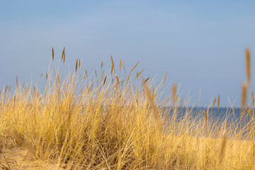 Obraz premium A beautiful sunny day at the beach with dry grass growing in the dunes of Baltic sea. Seaside scenery in Latvia, Europe.