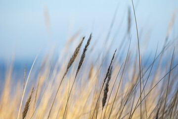A beautiful sunny day at the beach with dry grass growing in the dunes of Baltic sea. Seaside scenery in Latvia, Europe.