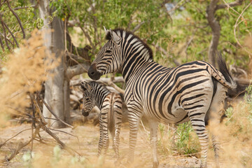 zebras, equus zebra, female with young 433 
