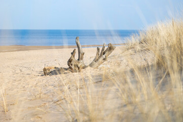 A beautiful seaside scenery with washed up fallen tree stumps on the beach of Baltic Sea. Sunny summer day in Latvia, Europe.