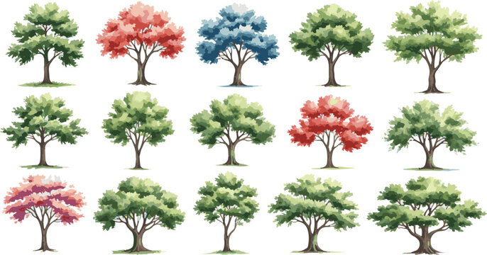 Isolated a Watercolor tree vector in side view painting botanical for section and elevation landscape plan and architecture layout drawing, elements for environment and garden vector art.