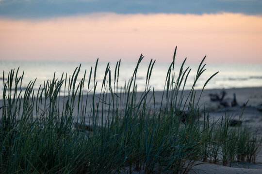 A beautiful grasses growing in dunes at the beach of Baltic Sea. An overcast day in Latvia, Europe.