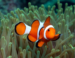 A False clown anemonefish Boracay Island Philippines