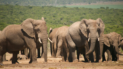 elephant herd resting 216