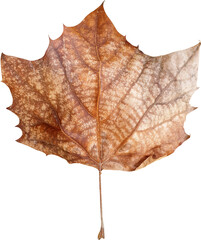 양버즘나무 나뭇잎, 단풍