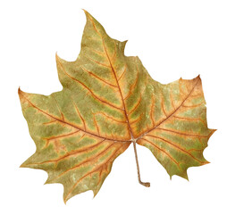 양버즘나무 나뭇잎, 단풍