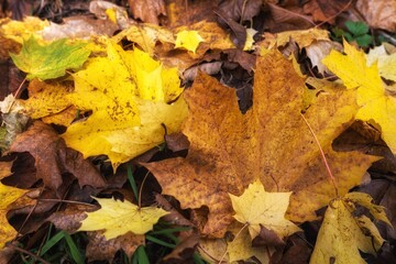 autumn leaves on the ground