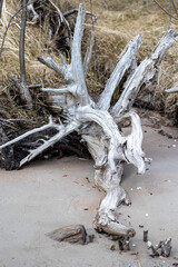A washed up tree on the beach of Baltic Sea. Fallen tree roots in the sand. Overcast day in Latvia, Europe.