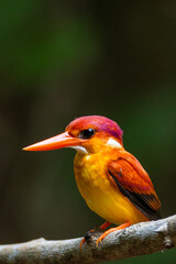 A vertical photograph of a Rufous-backed Dwarf Kingfisher (Ceyx rufidorsa) perched on a branch