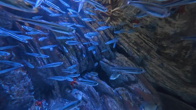 Groupe de poissons n&eacute;ons bleus sur fond rocheux