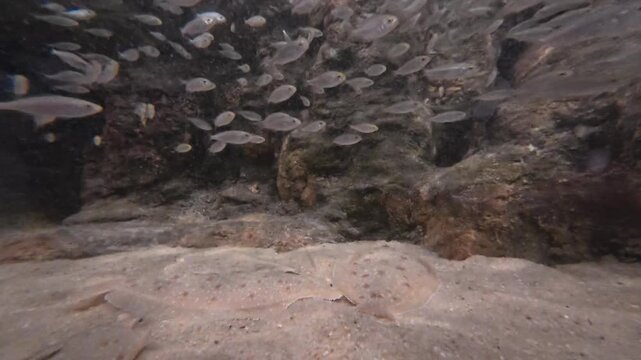 soles camoufl&eacute;es dans le sable sous un banc de poissons