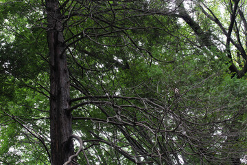 Tree trunk with beautiful branches in summer. Trees in lush green forest background.