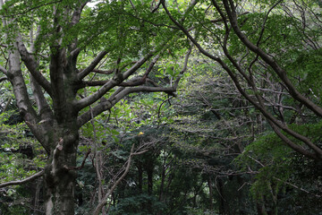 Trees in natural forest background. Tree trunk and branches with lush green leaves in late summer.