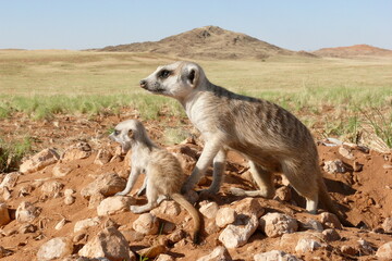 suricate with baby outside burrow, looking watchful 13
