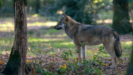 Portrait of a Common gray wolf in alert in an undergrowth. Canis lupus lupus, Réserve zoologique de la Haute-Touche, Azay le Ferron, Indre 36, région Centre Val de Loire, France, Europe