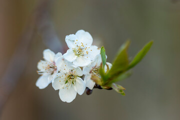 Beautiful white cherry tree blossoms in the garden during spring. Seasonal scenery in Latvia, Europe.